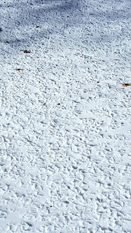 17354899_1890819604523621_866633993_n